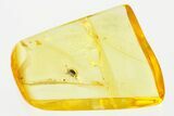 Detailed Fossil Sooty Mould Beetle (Cyclaxyridae) in Baltic Amber #288698-1